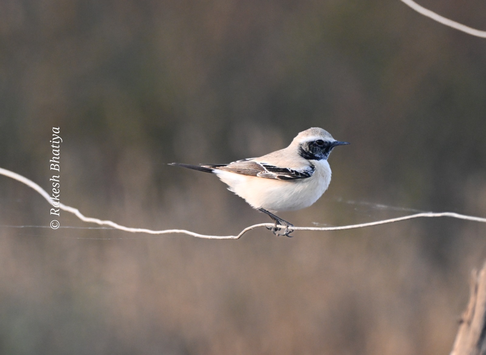 Desert Wheatear